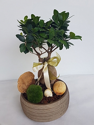 Bonsai Makam �i�ekleri