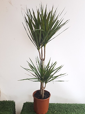 �kili  Marginata Dracena