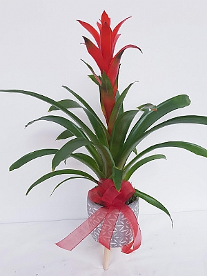 Vazoda Guzmania �i�e�i