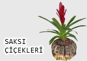 �i�ek
